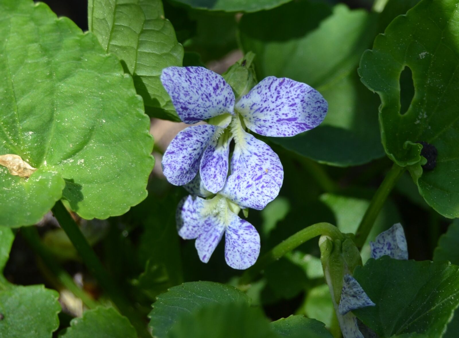 Nikon D3100 sample photo. Violets, spring flower, flower photography
