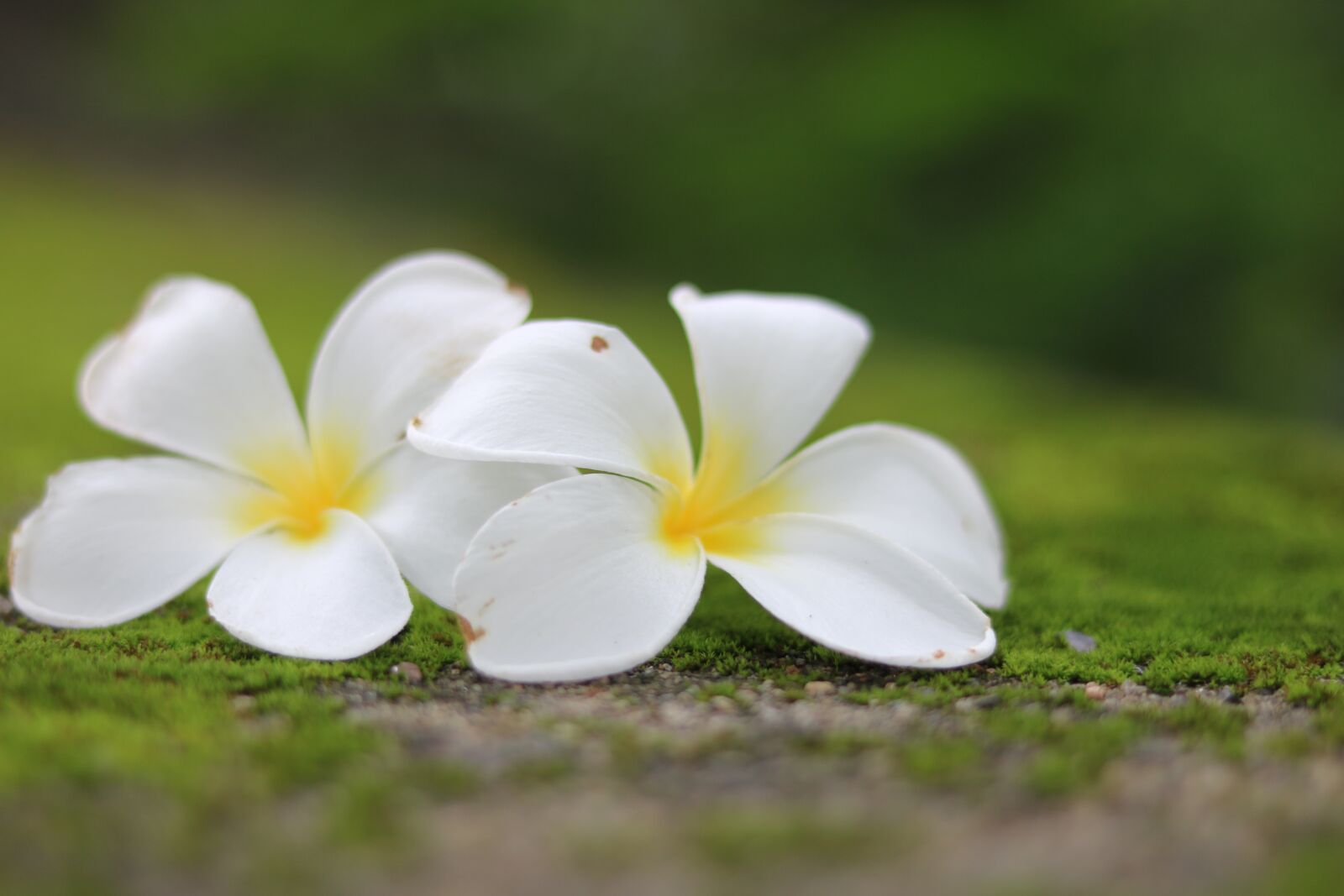 Canon EOS 750D (EOS Rebel T6i / EOS Kiss X8i) sample photo. Flowers, frangipani, nature photography