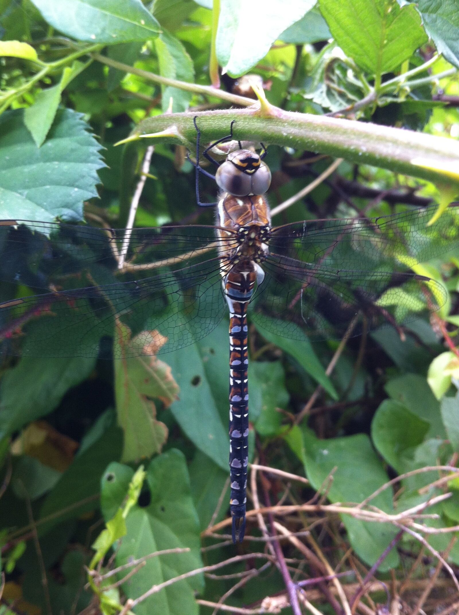 Apple iPhone 4 sample photo. Dragonfly, bug, nature photography