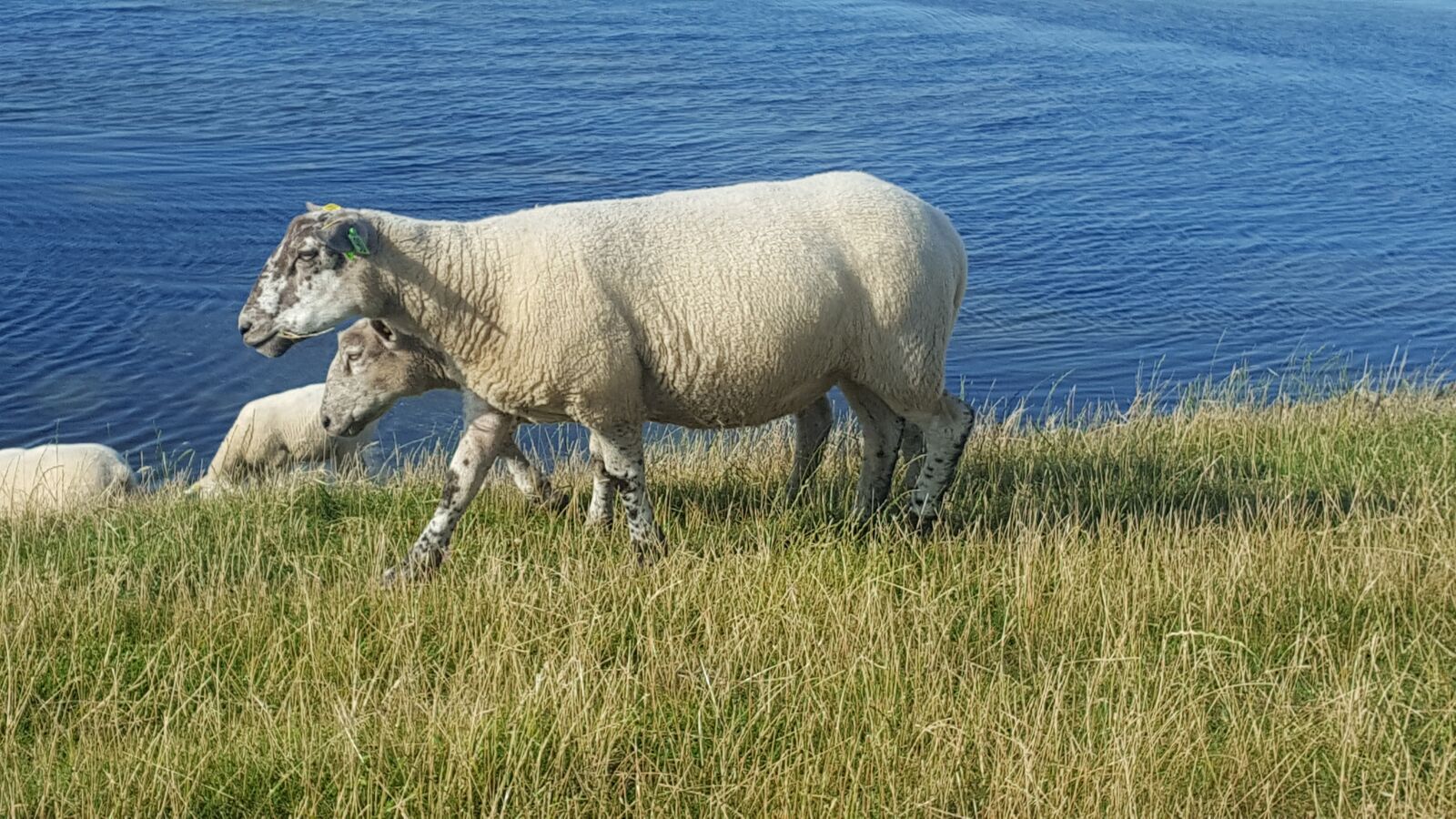 Samsung GALAXY S6 edge sample photo. Sheep, north sea, grass photography