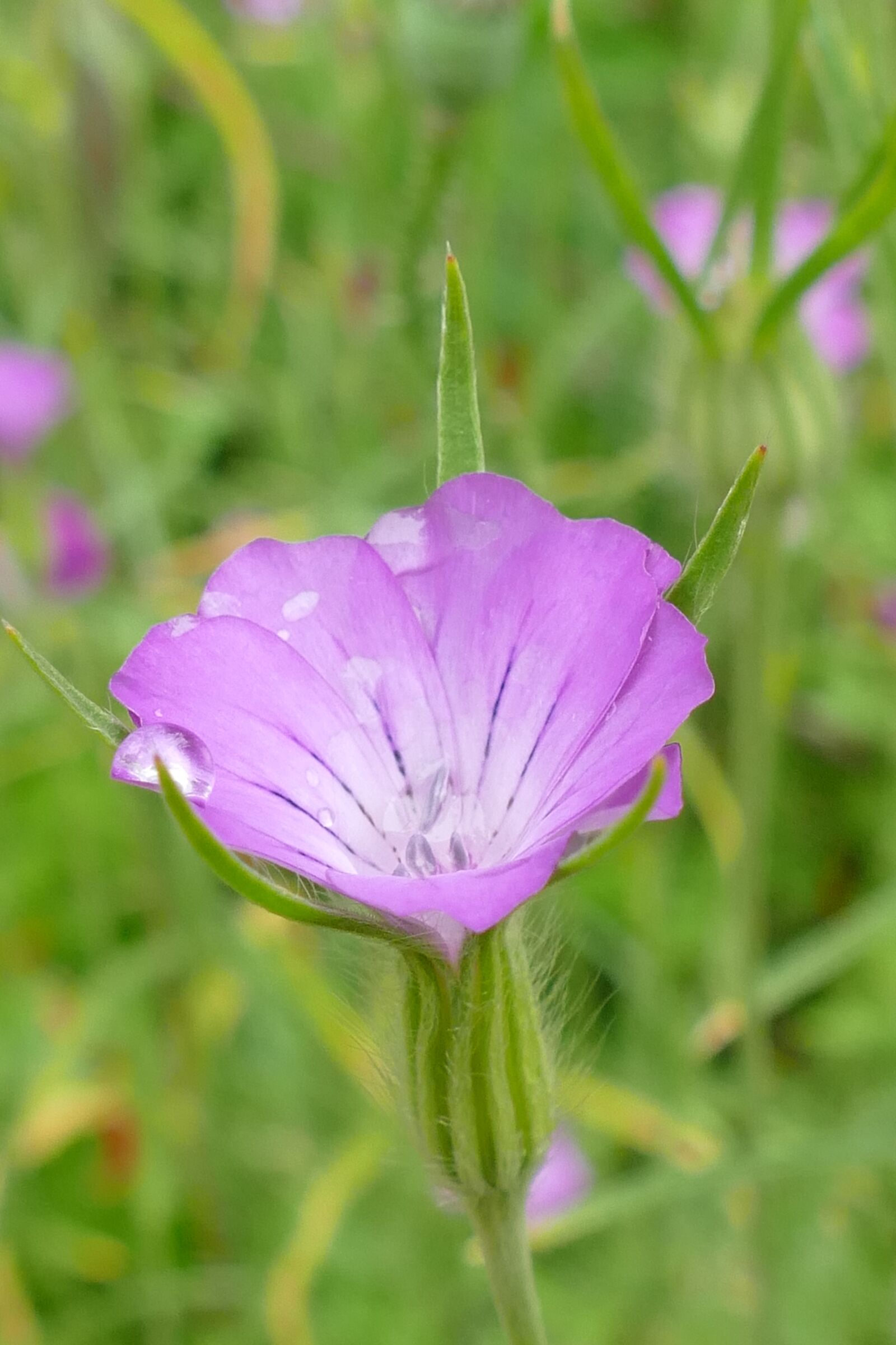 Panasonic Lumix DMC-FZ1000 sample photo. Flower, flora, plant photography