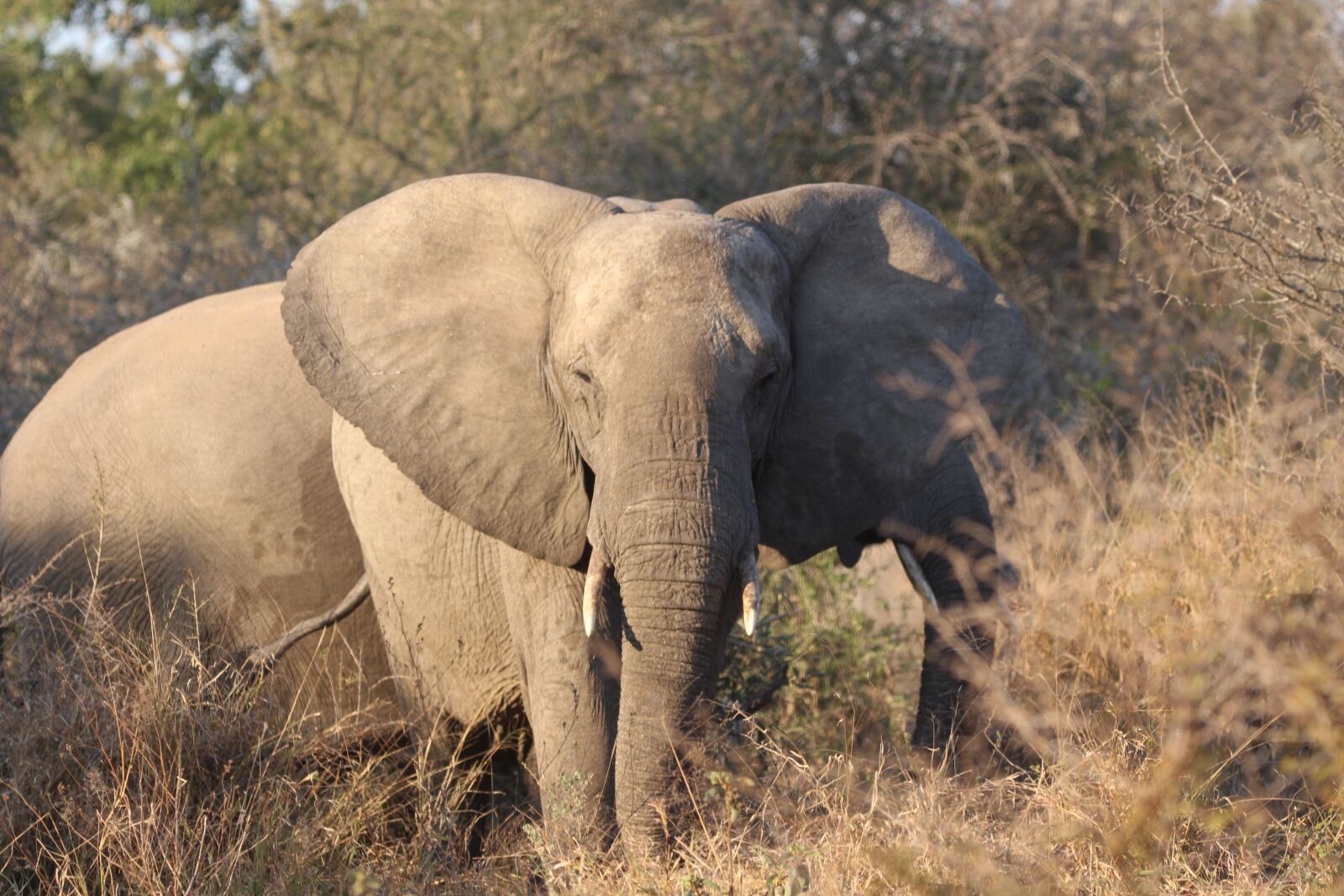 150-600mm F5-6.3 DG OS HSM | Contemporary 015 sample photo. Elephant, tusks, ivory photography