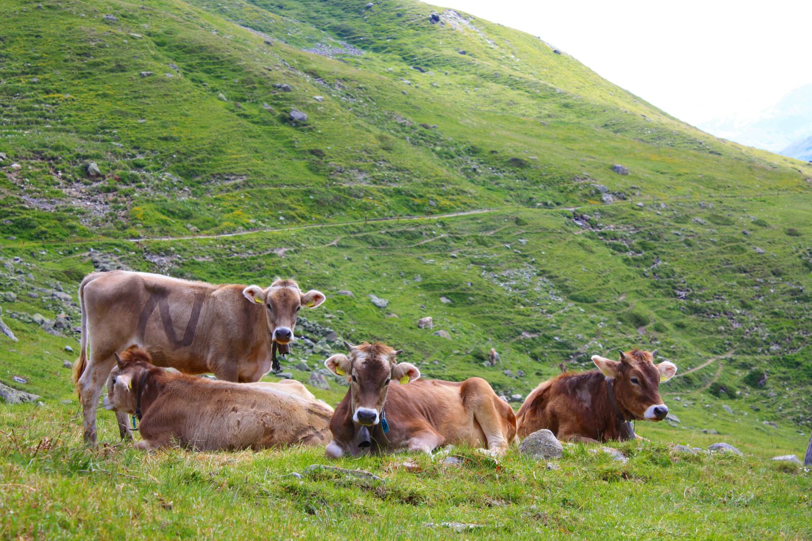 Canon EOS 450D (EOS Rebel XSi / EOS Kiss X2) sample photo. Cow, swiss, switzerland photography
