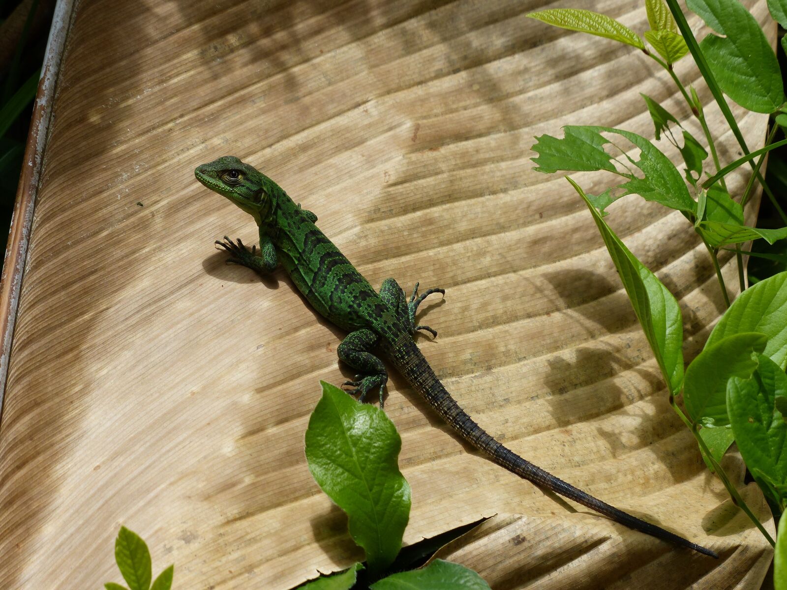 Panasonic Lumix DMC-FZ200 sample photo. Lizard, sun, costa rica photography