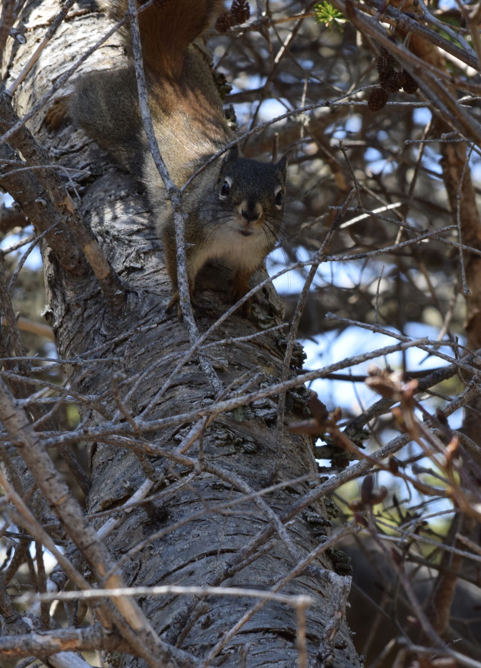 Nikon D5300 sample photo. Squirrel, furry, rodent photography
