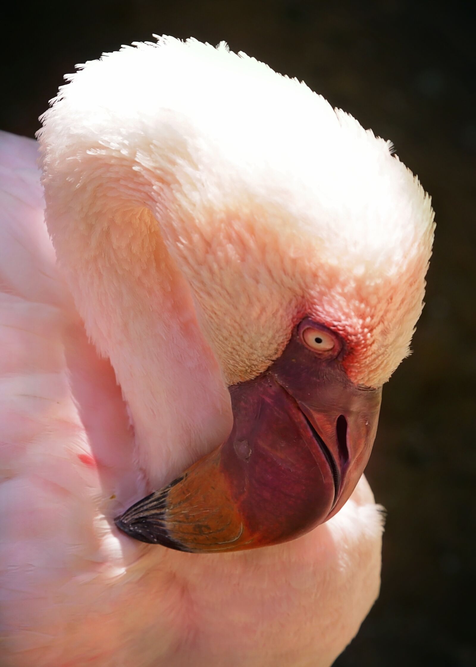 Canon EOS 70D + Canon EF 24-105mm F4L IS USM sample photo. Flamingo, pink, bird photography