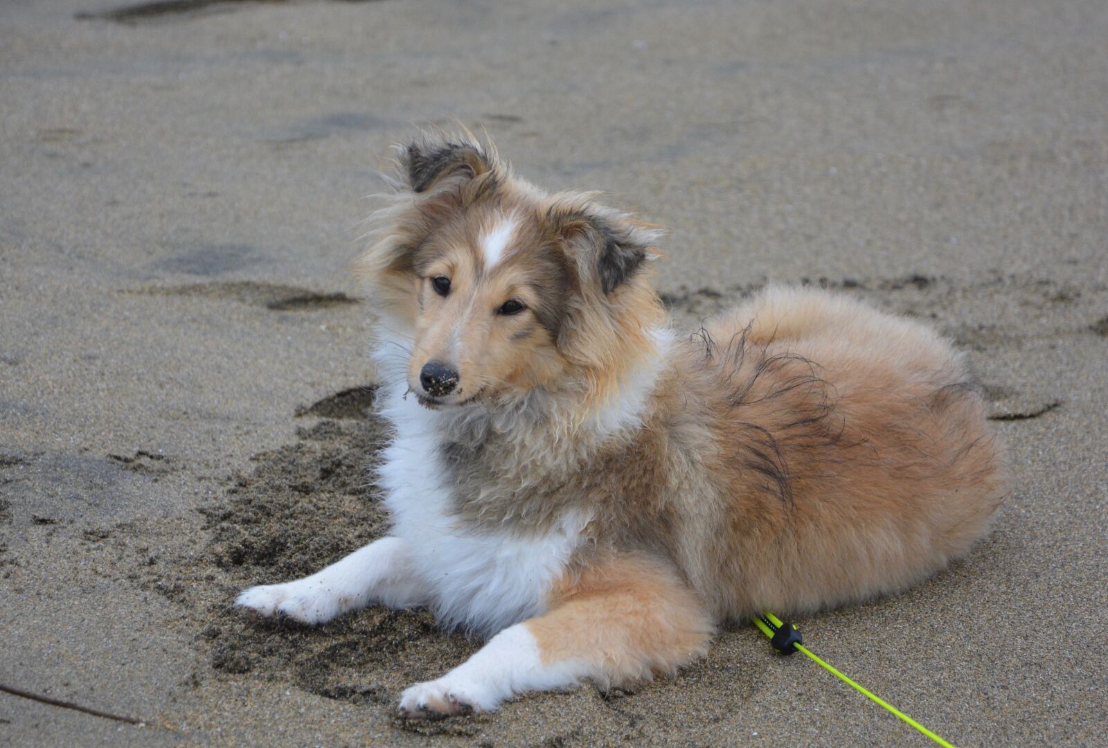 Nikon D5200 sample photo. Shetland sheepdog, bitch, pup photography