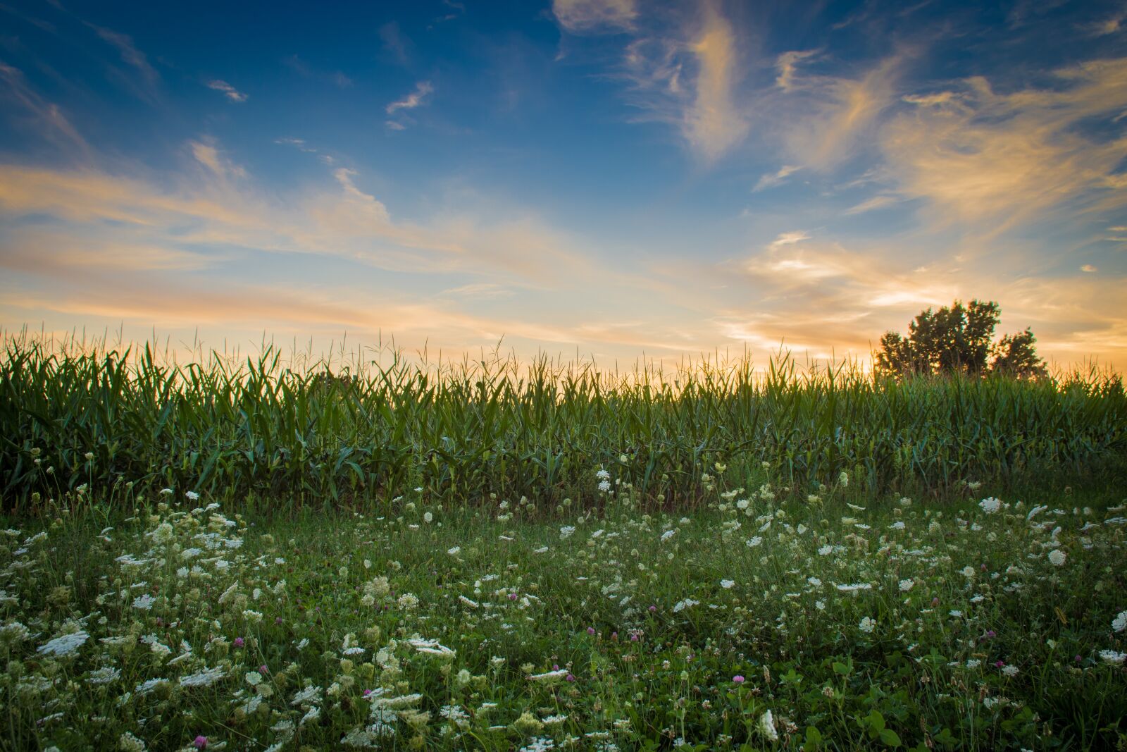 Nikon D7200 sample photo. Field, farm, corn photography