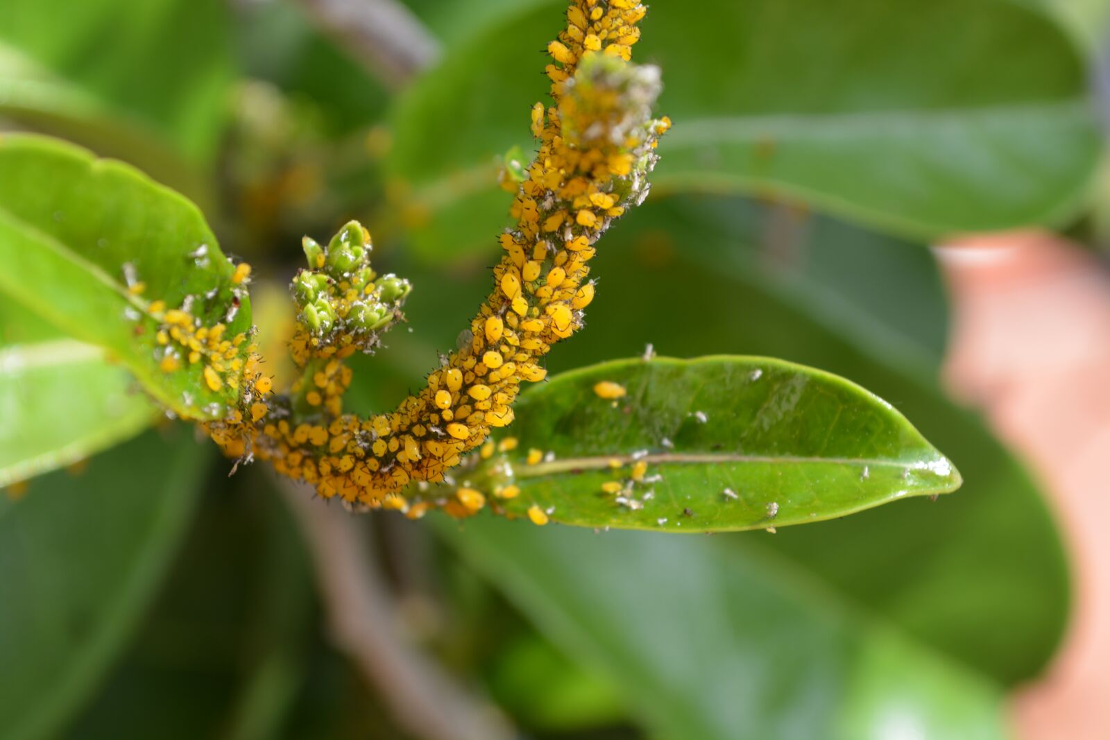 Nikon D5200 sample photo. Plague, infection plant, aphid photography