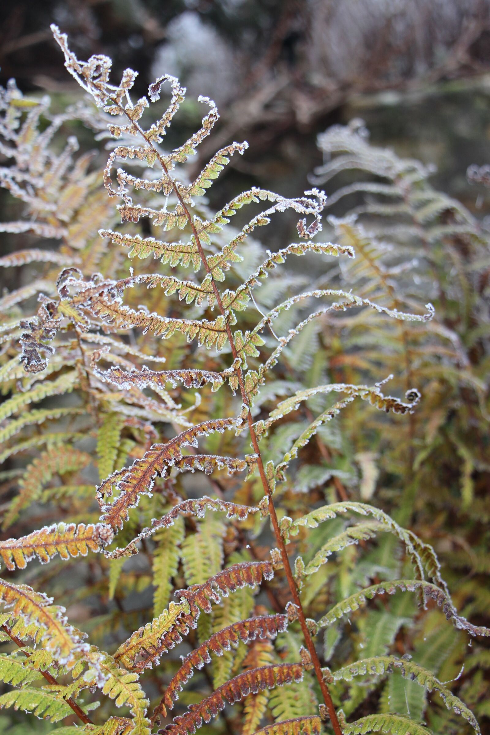 Canon EOS 700D (EOS Rebel T5i / EOS Kiss X7i) sample photo. Nature, plant, winter photography