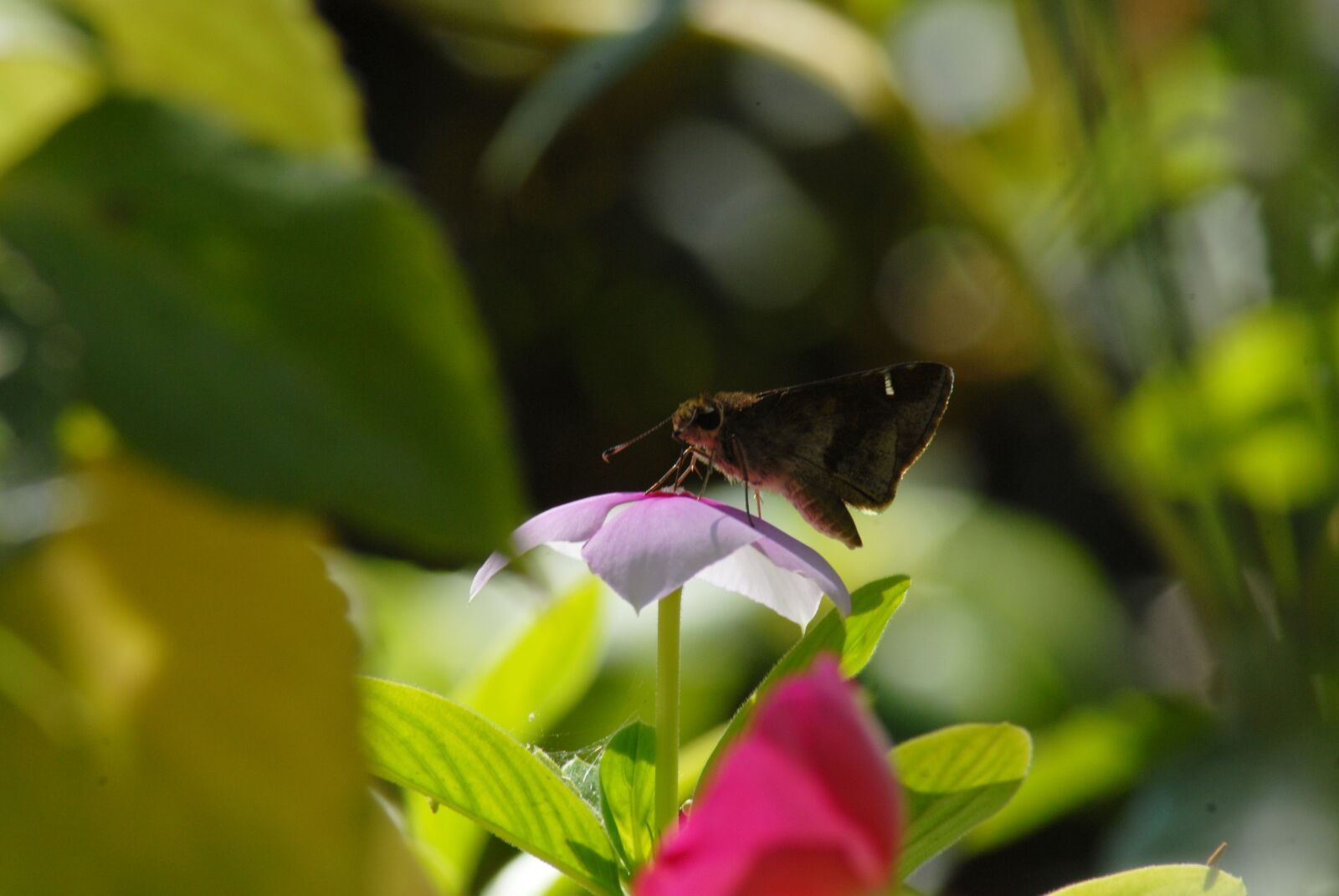 Nikon D200 sample photo. Butterfly regional, flower, flying photography