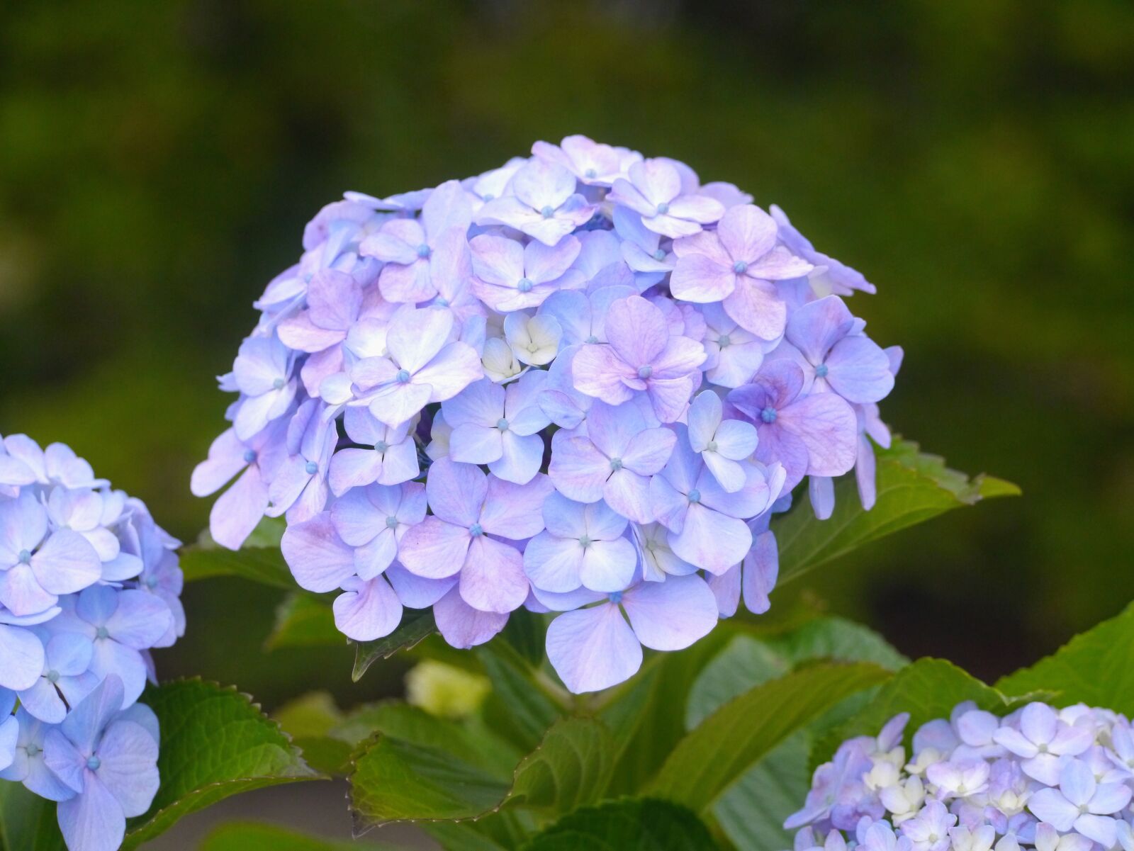Panasonic Lumix DMC-GX1 sample photo. Pastel, color, hydrangea photography
