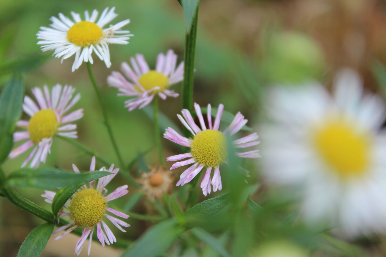Canon EOS 600D (Rebel EOS T3i / EOS Kiss X5) sample photo. Flowers, botany, nature photography