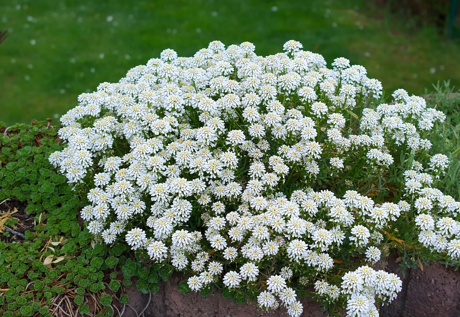 Nikon D3300 sample photo. Flowers perennial, white, flower photography