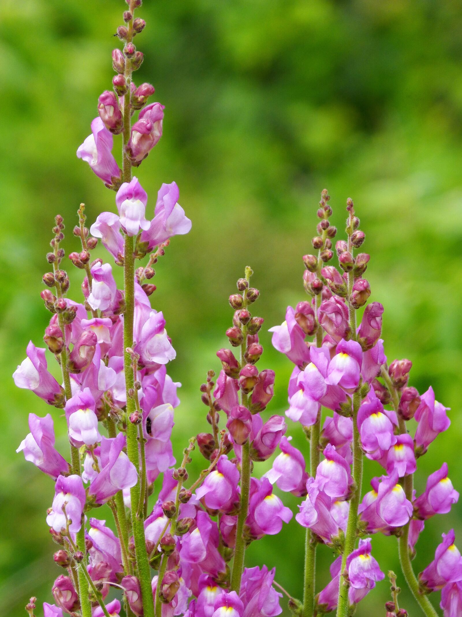 Panasonic DMC-FZ62 sample photo. Snapdragon, wild flower, conillets photography