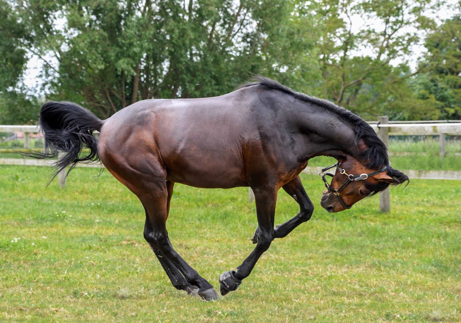 Nikon D500 sample photo. Cavalry, horse, equine, stallion photography