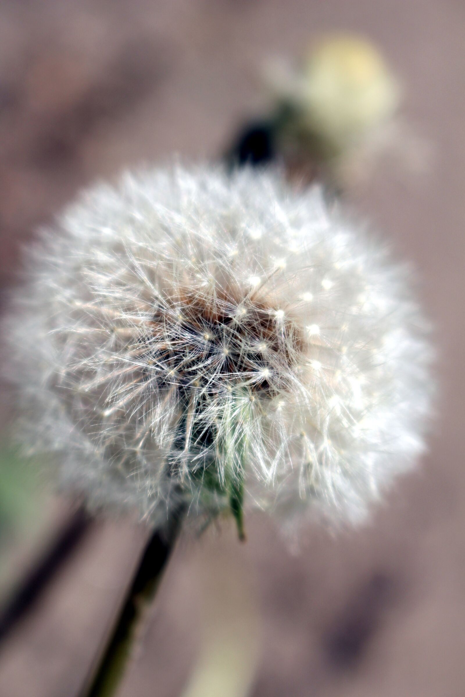 Canon EOS 100D (EOS Rebel SL1 / EOS Kiss X7) sample photo. Dandelion, plant, pointed flower photography