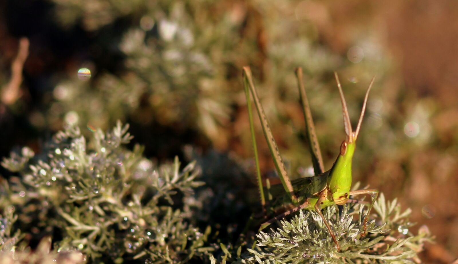 Canon EOS 700D (EOS Rebel T5i / EOS Kiss X7i) + Canon EF 85mm F1.8 USM sample photo. Grasshopper, dew, green photography
