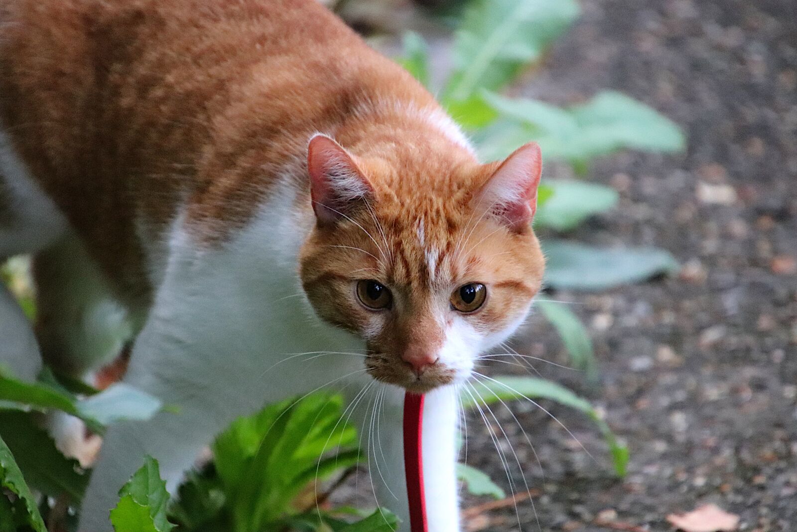 Canon EOS 800D (EOS Rebel T7i / EOS Kiss X9i) sample photo. Cats, felines, red and photography