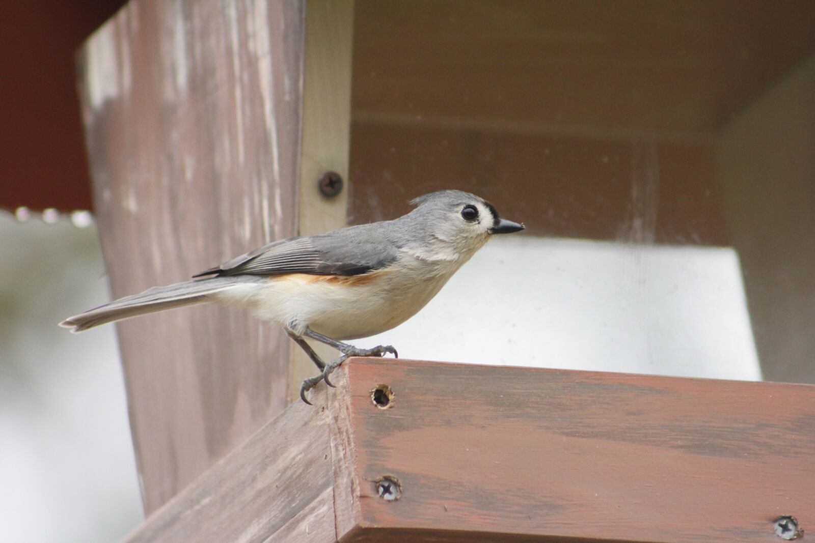 Canon EOS 550D (EOS Rebel T2i / EOS Kiss X4) sample photo. Bird, outdoors, tufted titmouse photography