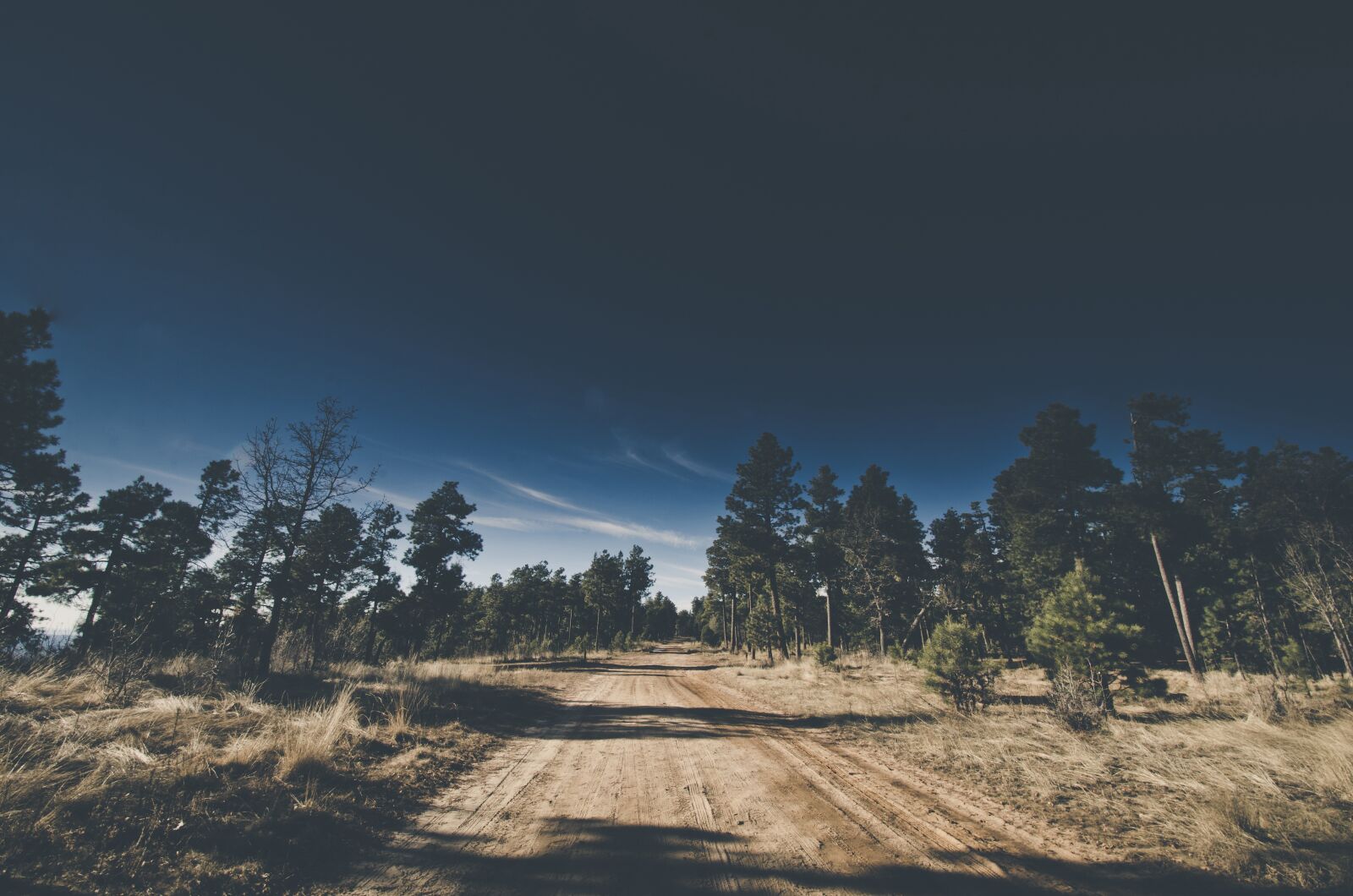 Nikon D7000 sample photo. Daylight, forest, grass photography