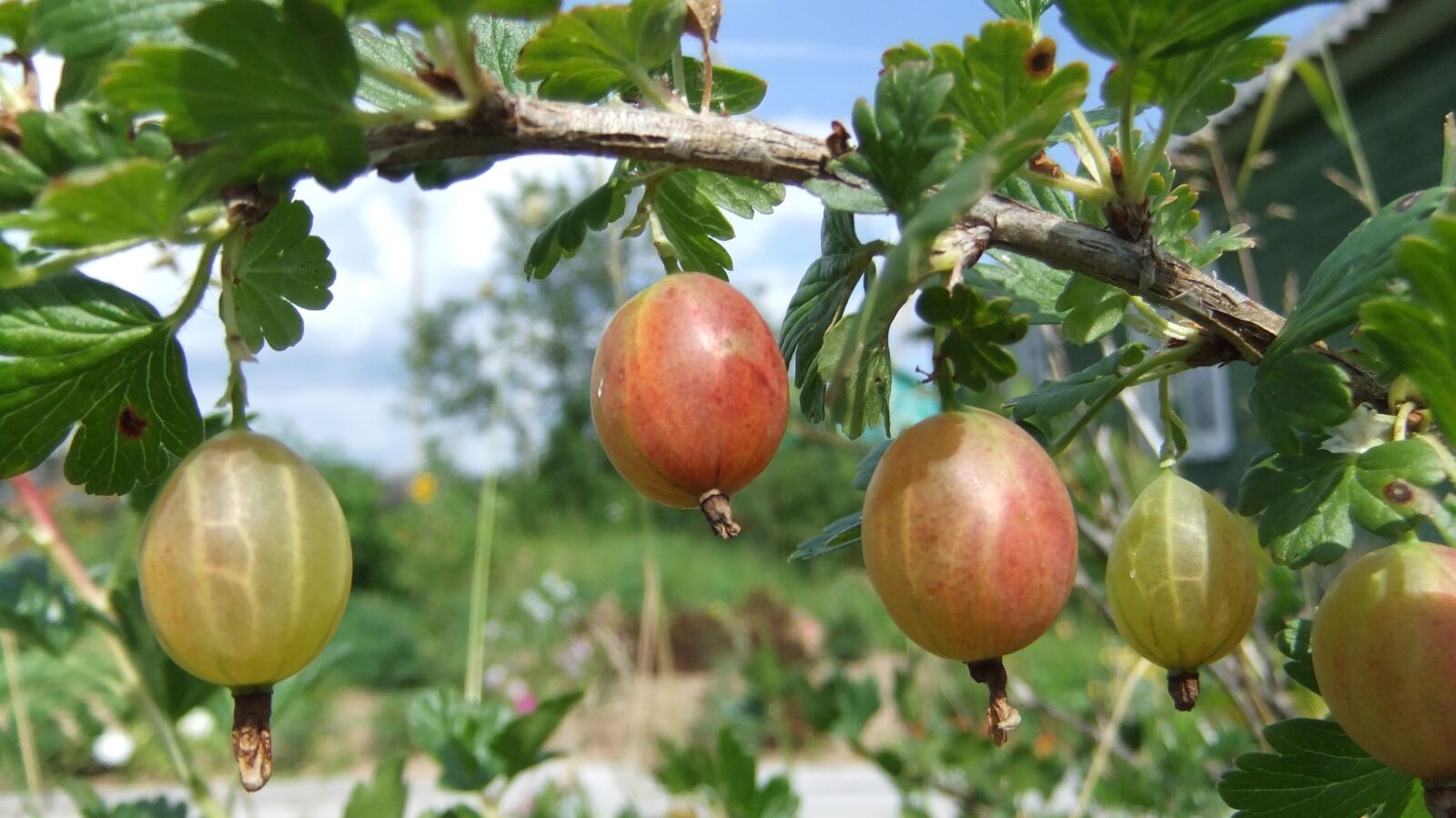 FujiFilm FinePix F80EXR (FinePix F85EXR) sample photo. Gooseberry, nature, flora photography