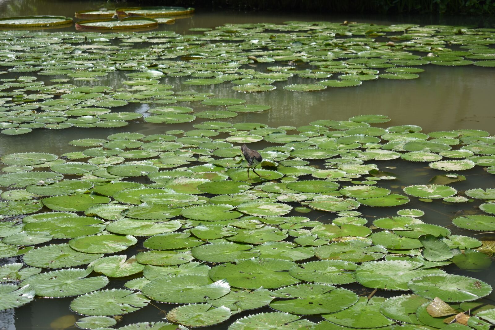 Nikon D3400 sample photo. Bird, lake, leaves photography