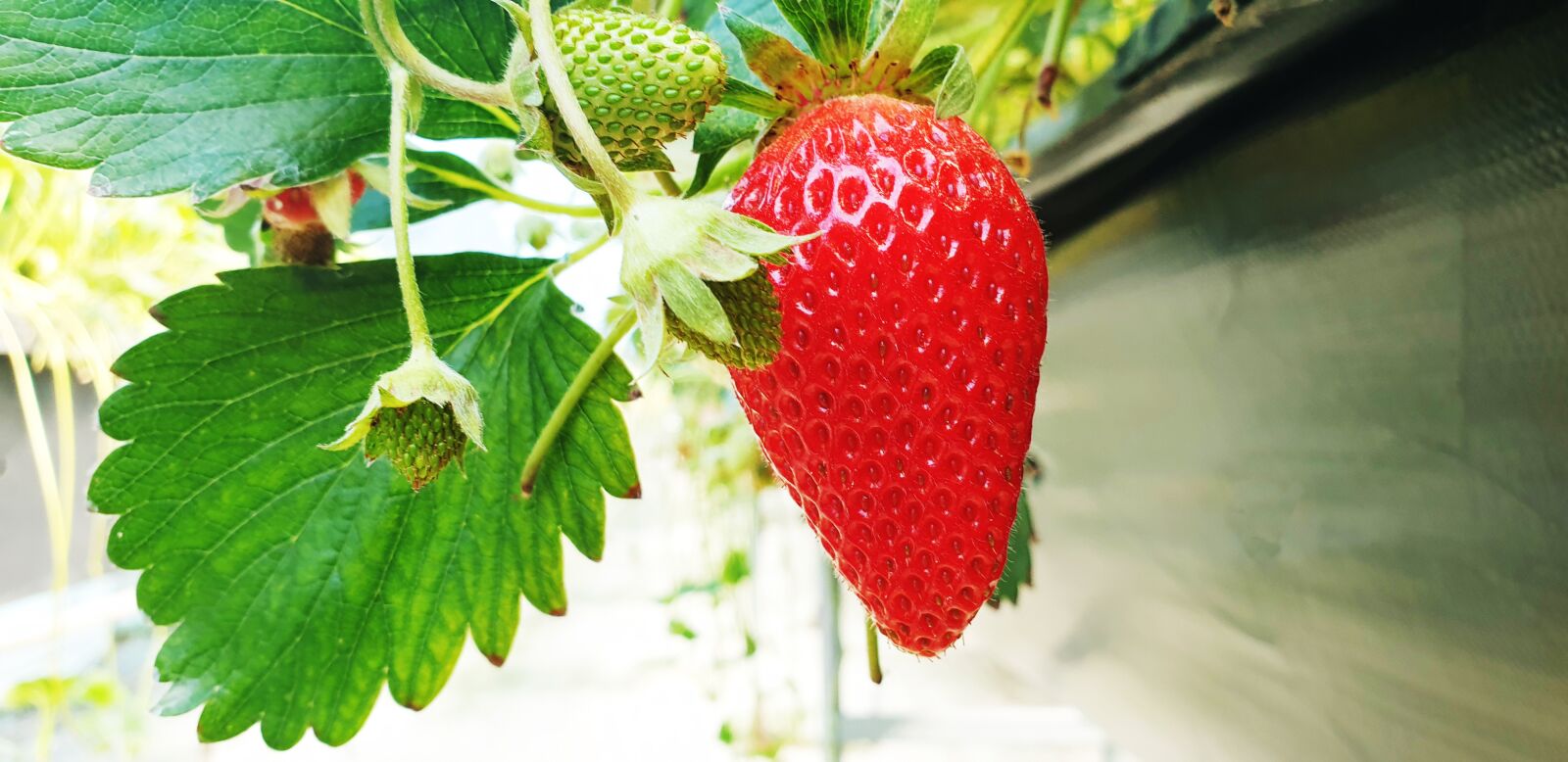 Samsung Galaxy S9+ sample photo. Strawberry, apply for berries photography