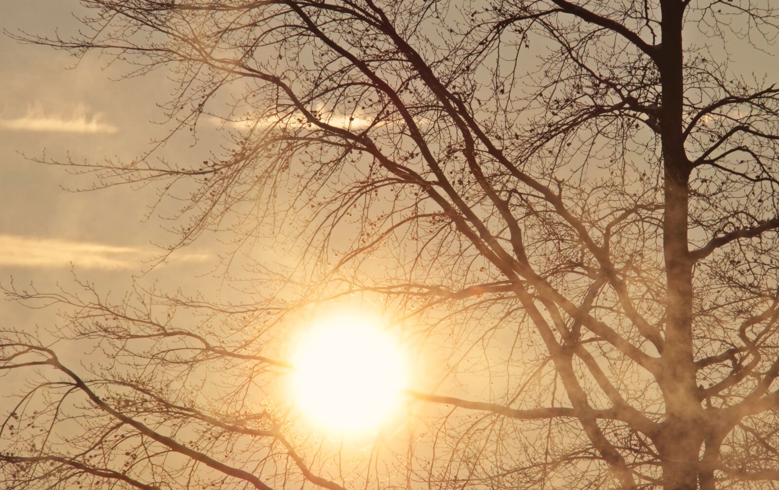Canon EOS 100D (EOS Rebel SL1 / EOS Kiss X7) sample photo. Tree, dawn, morning sun photography