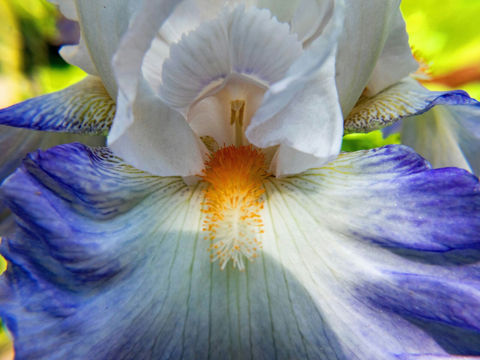Nikon D5300 sample photo. Daylily, lily, flowers photography