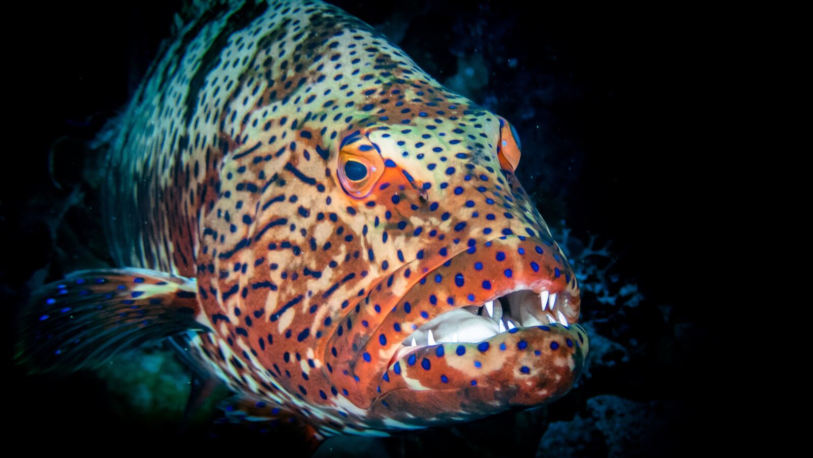 Olympus TG-6 sample photo. Grouper, egypt, diving photography