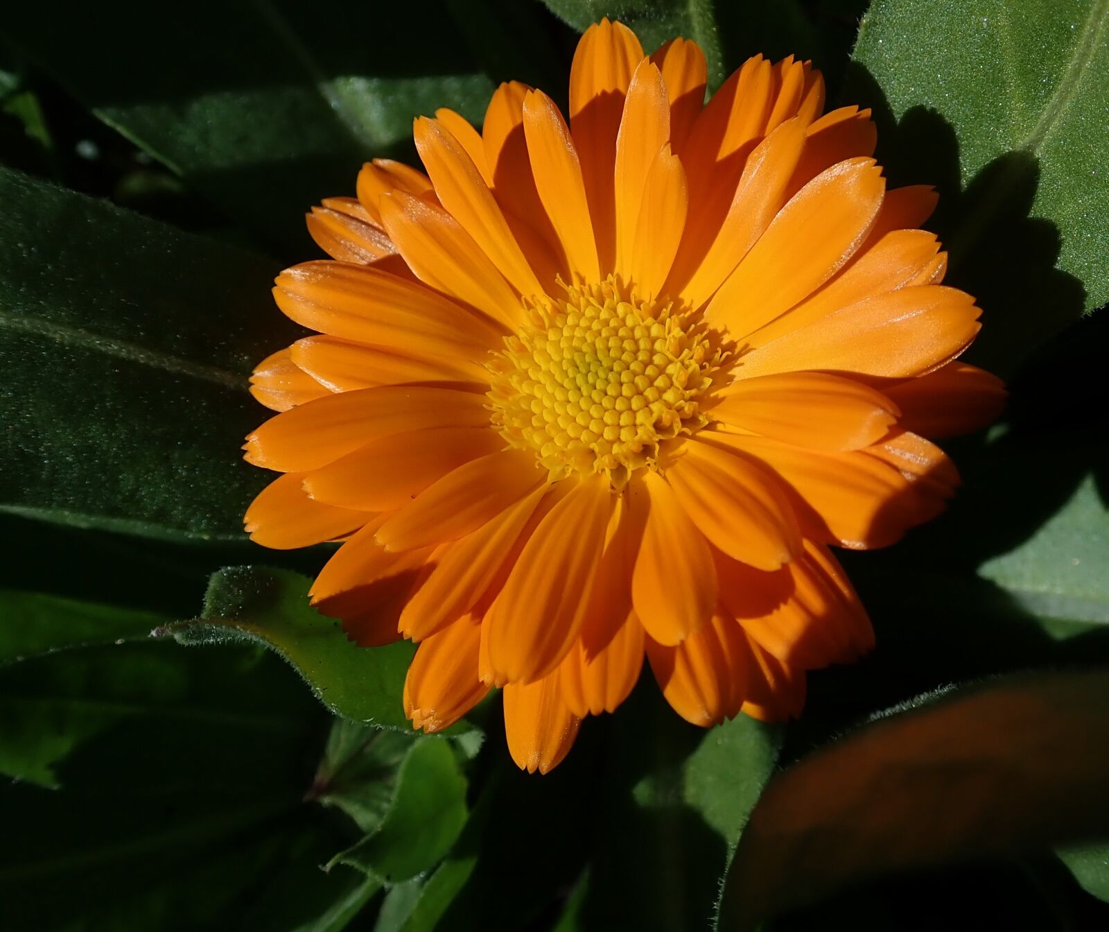 Olympus TG-5 sample photo. Marigold, flower, colorful photography