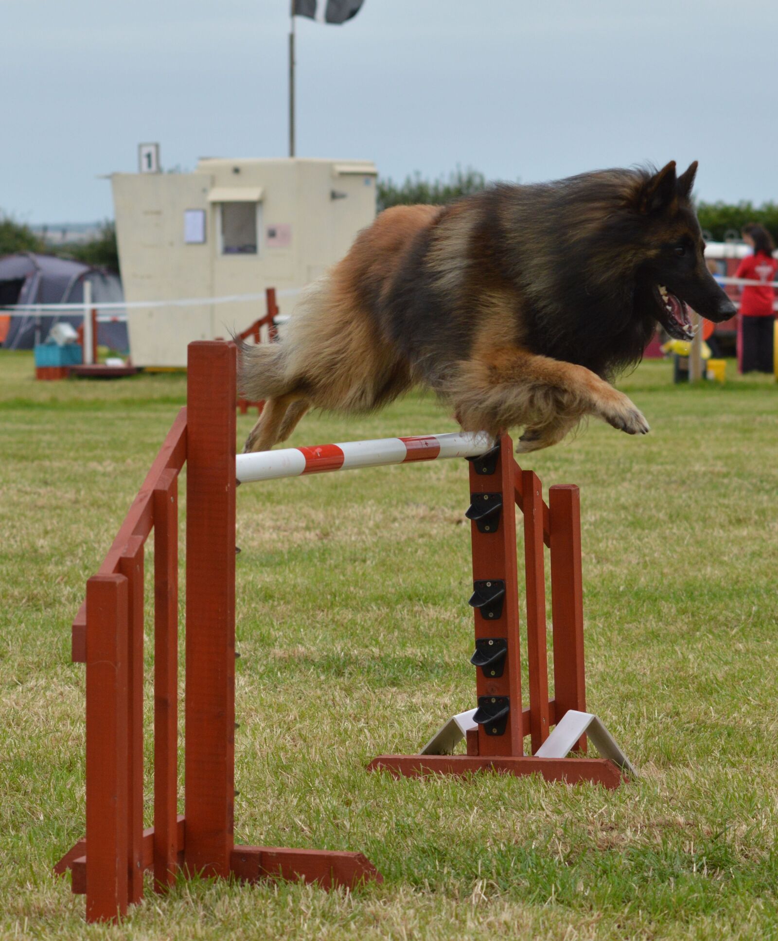Nikon D3200 sample photo. Belgian shepherd, dog, agility photography