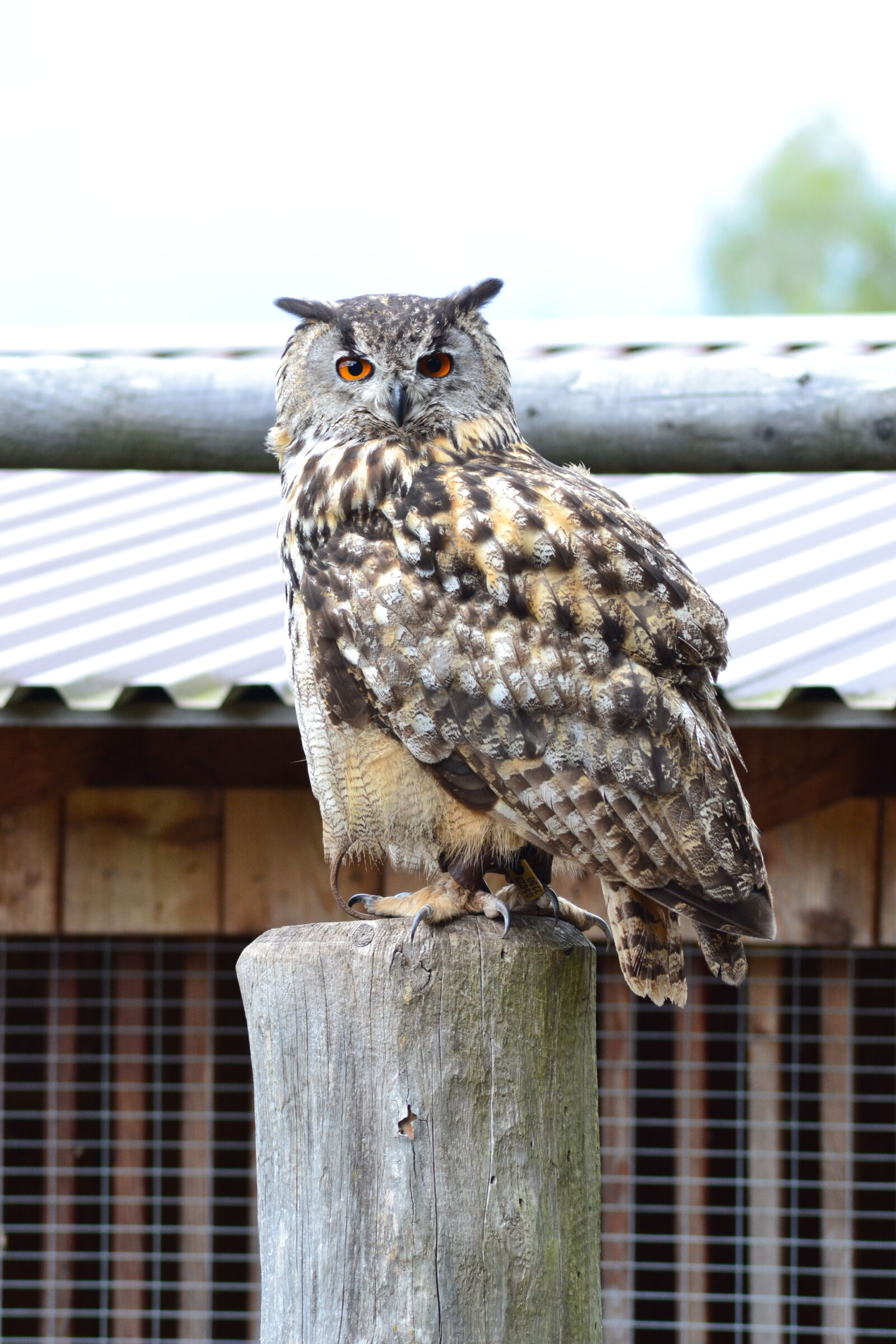 Nikon D3100 sample photo. Animal, park, close, up photography