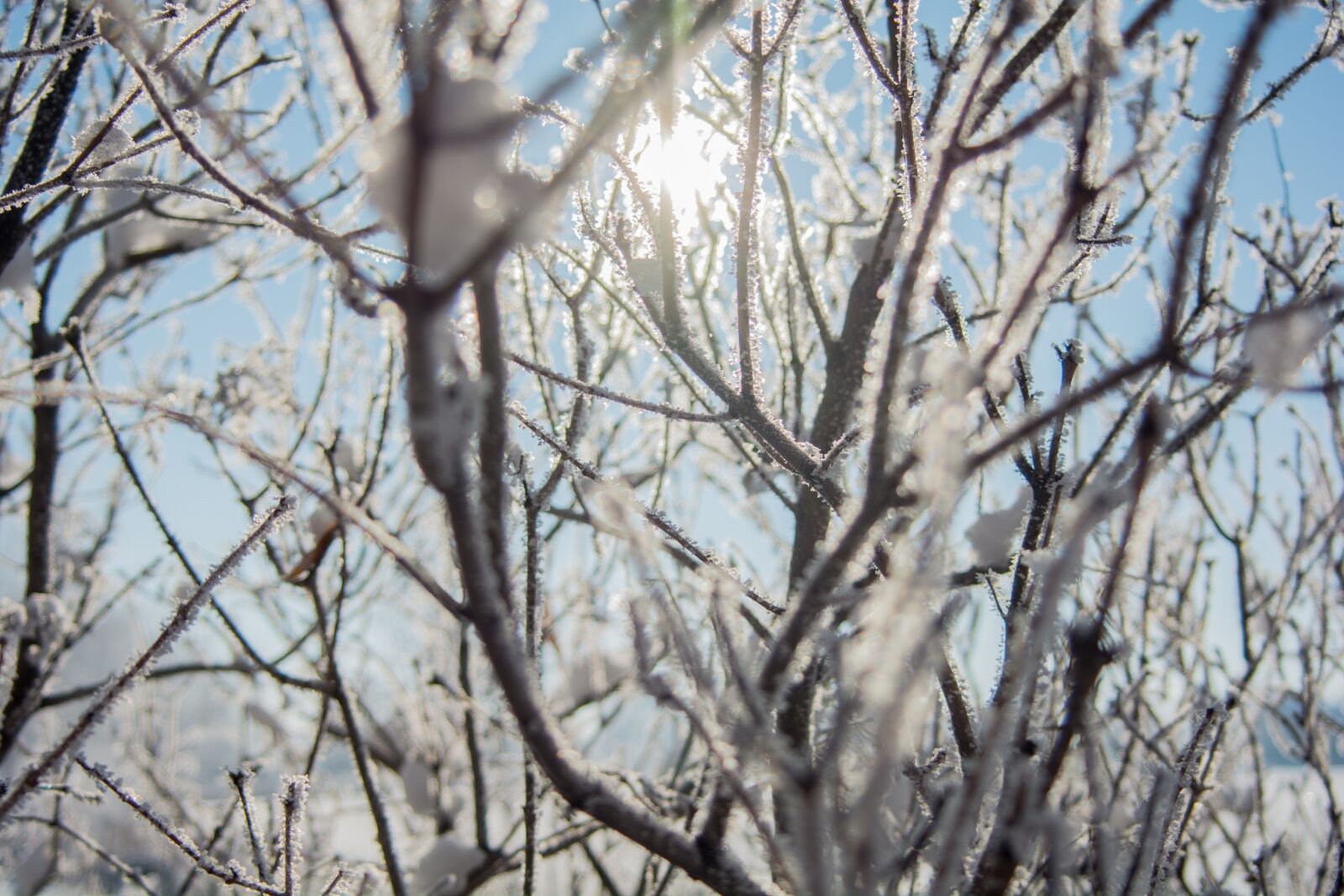 Nikon D7100 sample photo. Nature, trees, branches photography