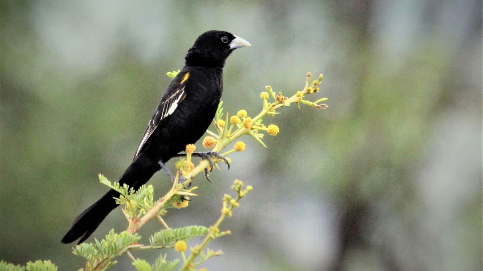 Canon EOS 60D sample photo. White-winged widowbird, long tail photography