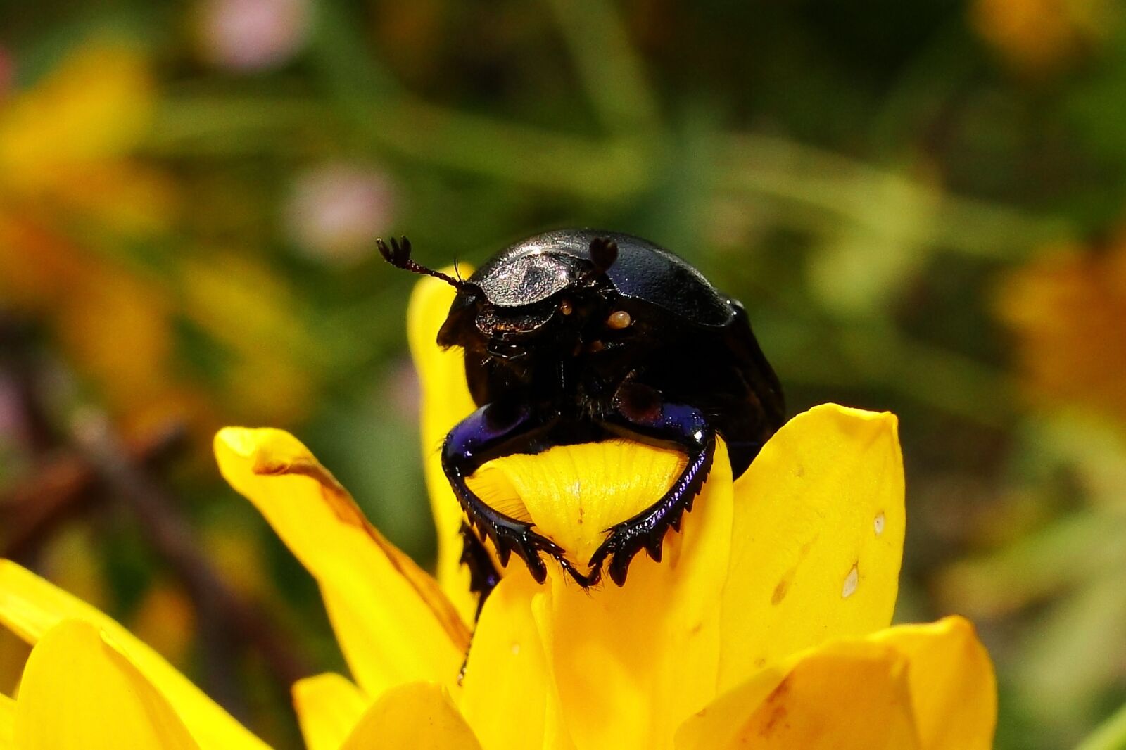 Sony Cyber-shot DSC-HX1 sample photo. Nature, insect, at the photography