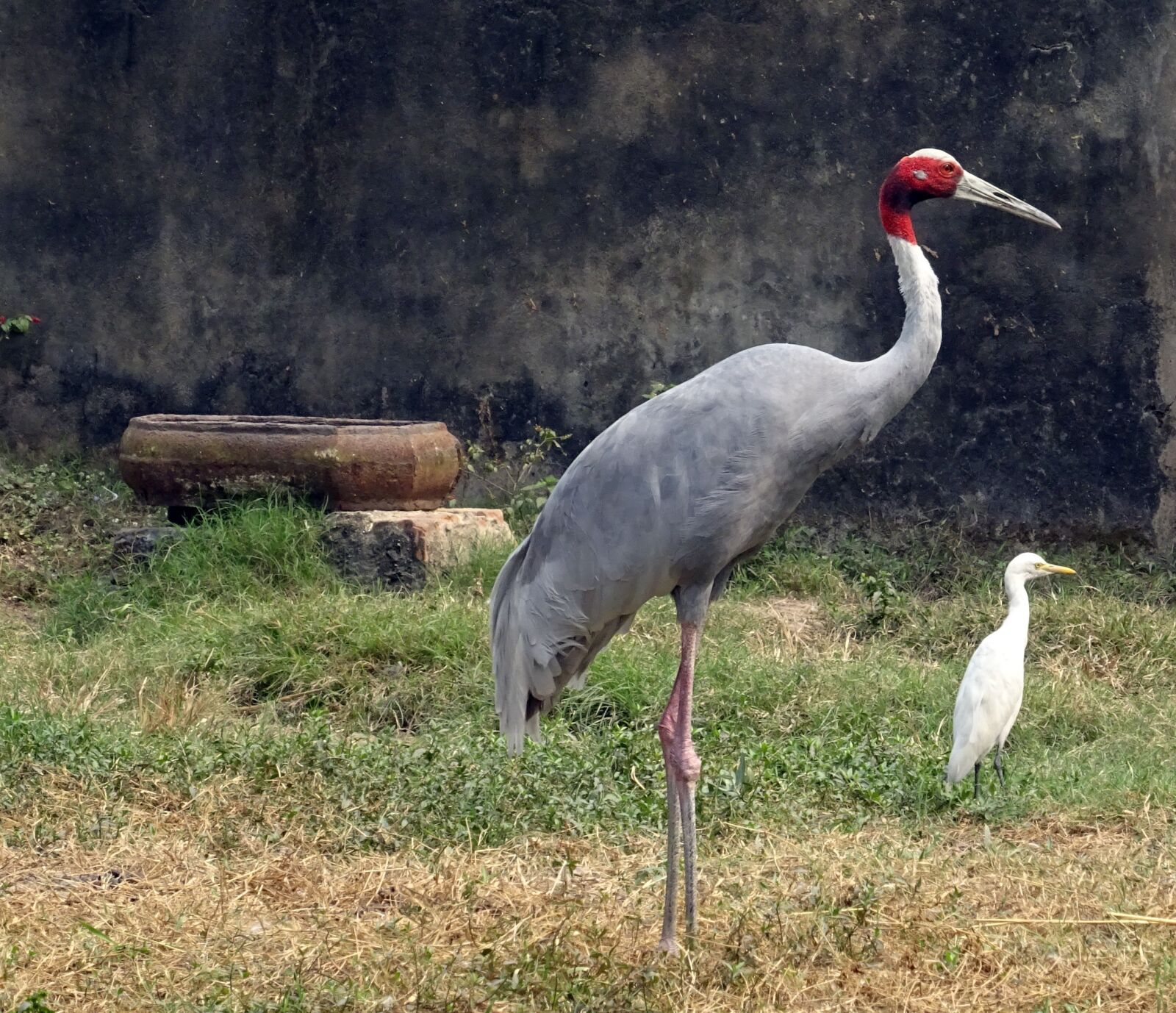 Sony DSC-HX60V sample photo. Crane, sarus, bird photography