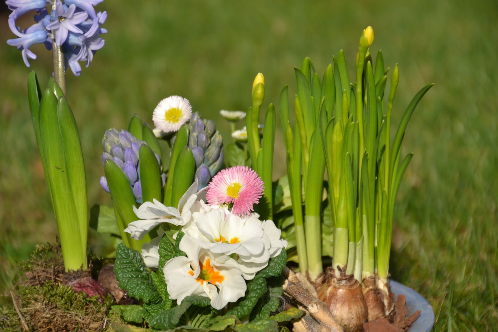 Nikon D3100 sample photo. Spring flowers, spring, flowers photography
