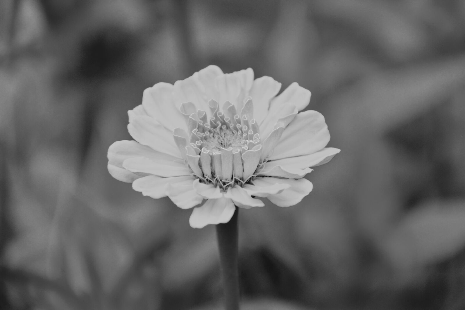 Nikon D5200 sample photo. Flower, photo black white photography