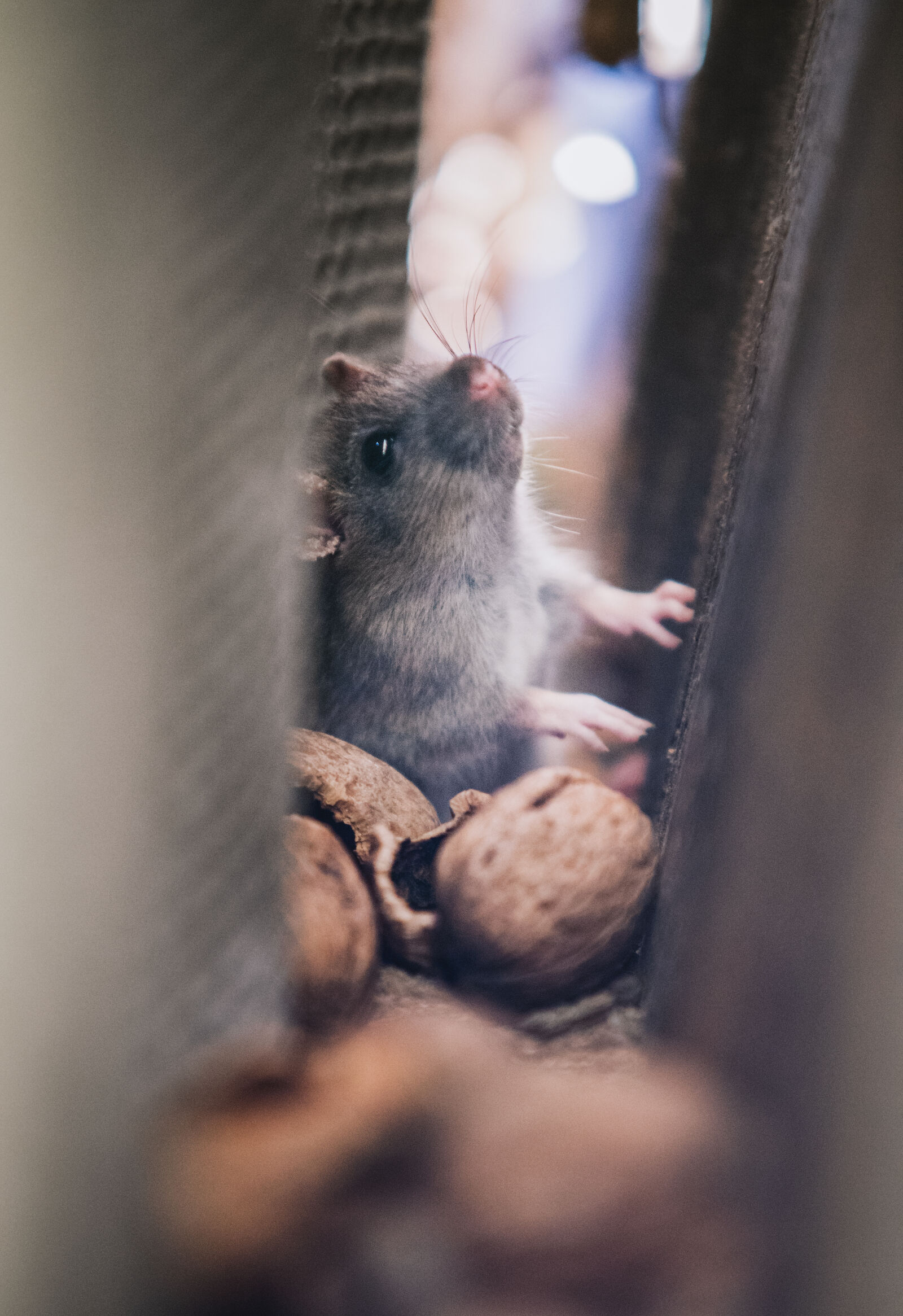 Sony a7 II sample photo. Gray, mice, in, the photography