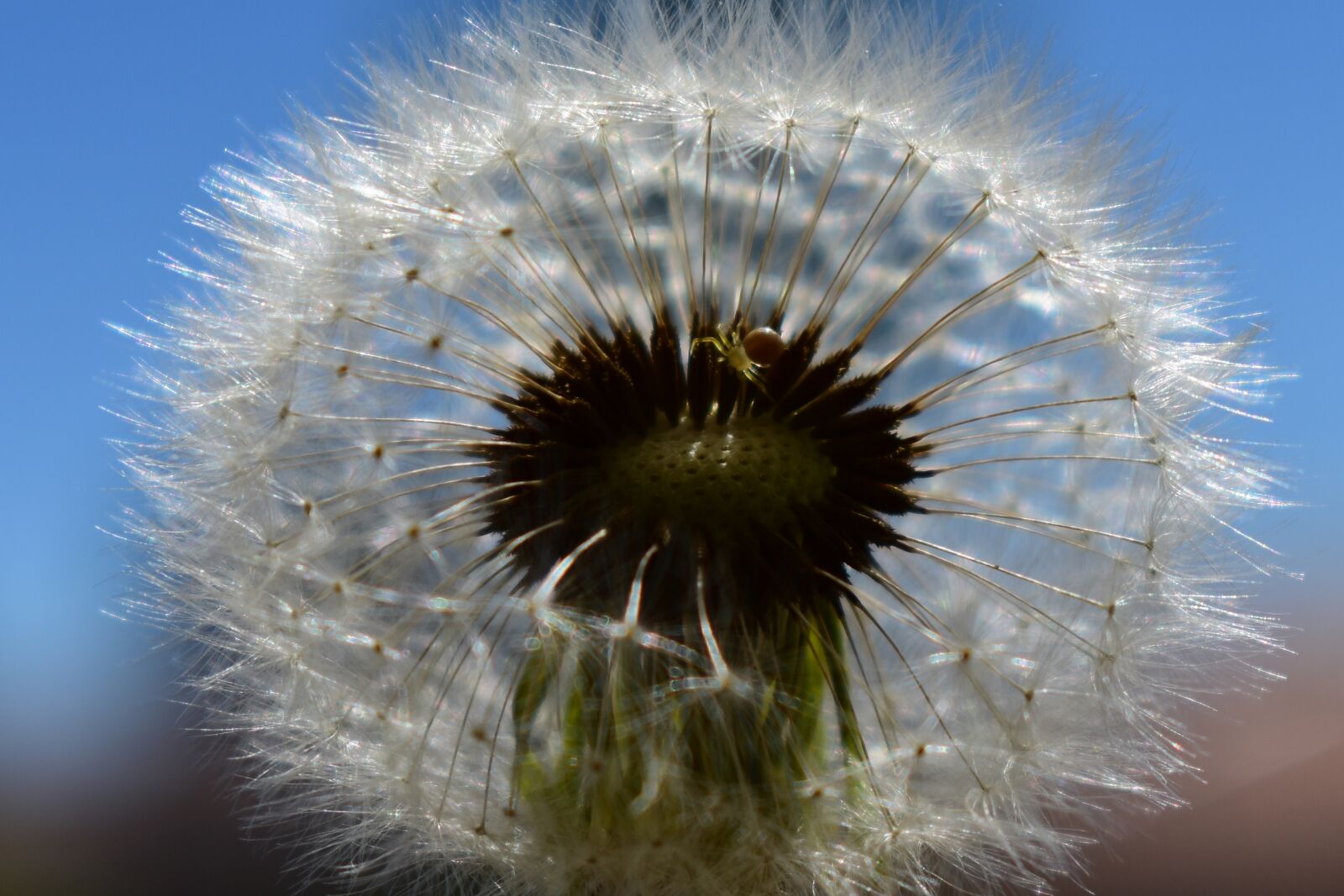 Nikon D3400 sample photo. Dandelion, spider photography