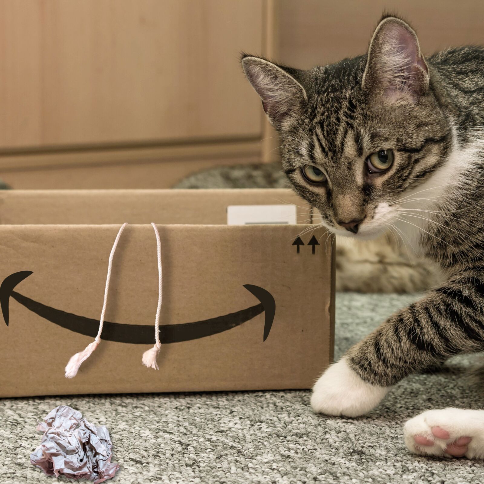30mm F1.4 DC DN | Contemporary 016 sample photo. Cat, european shorthair, race photography