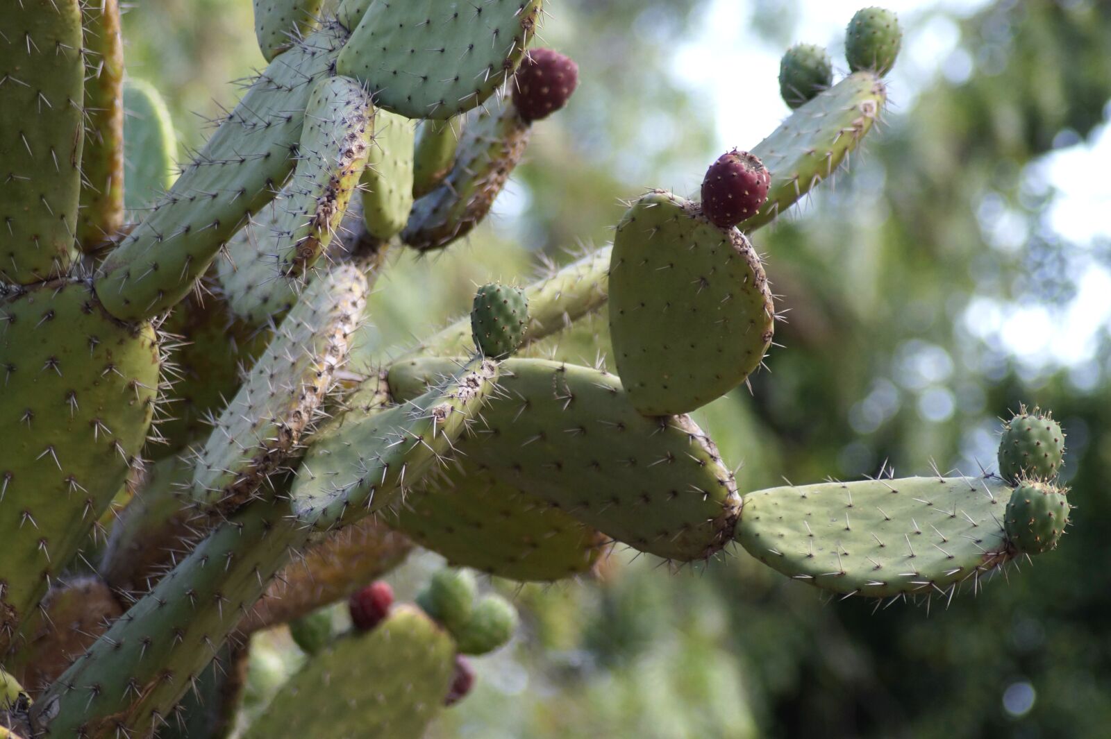 Sony SLT-A58 sample photo. Cactus, plant, spur photography