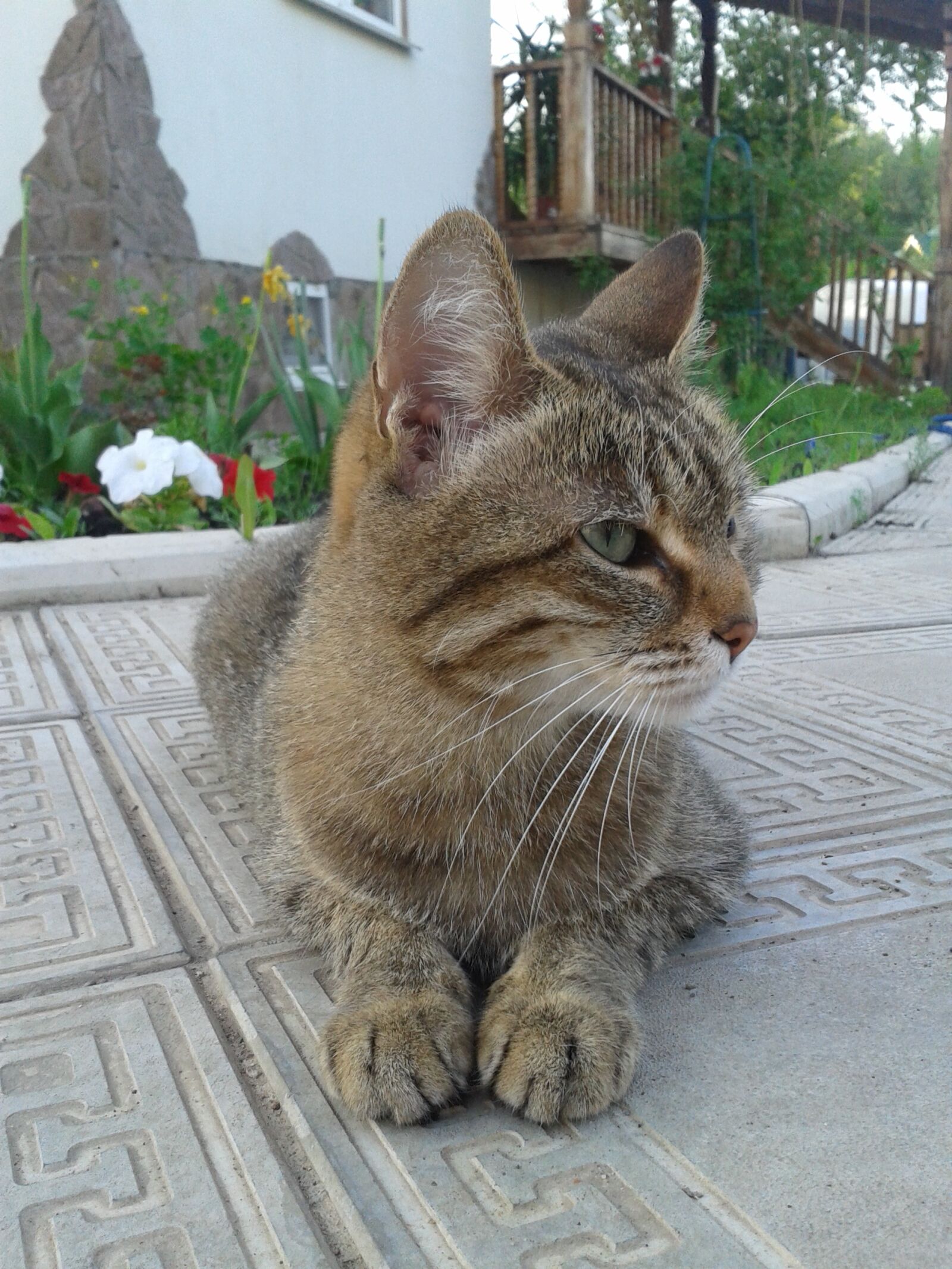 Samsung Galaxy S3 Mini sample photo. Cat, vacation, pokoj photography