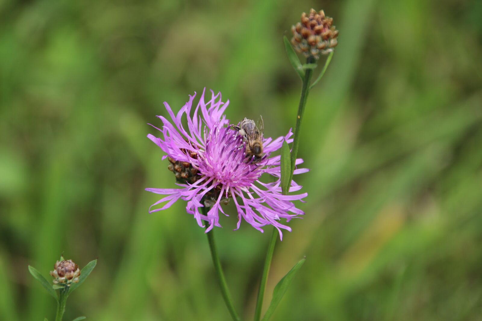 Canon EOS 700D (EOS Rebel T5i / EOS Kiss X7i) sample photo. Nature, plant, flower photography