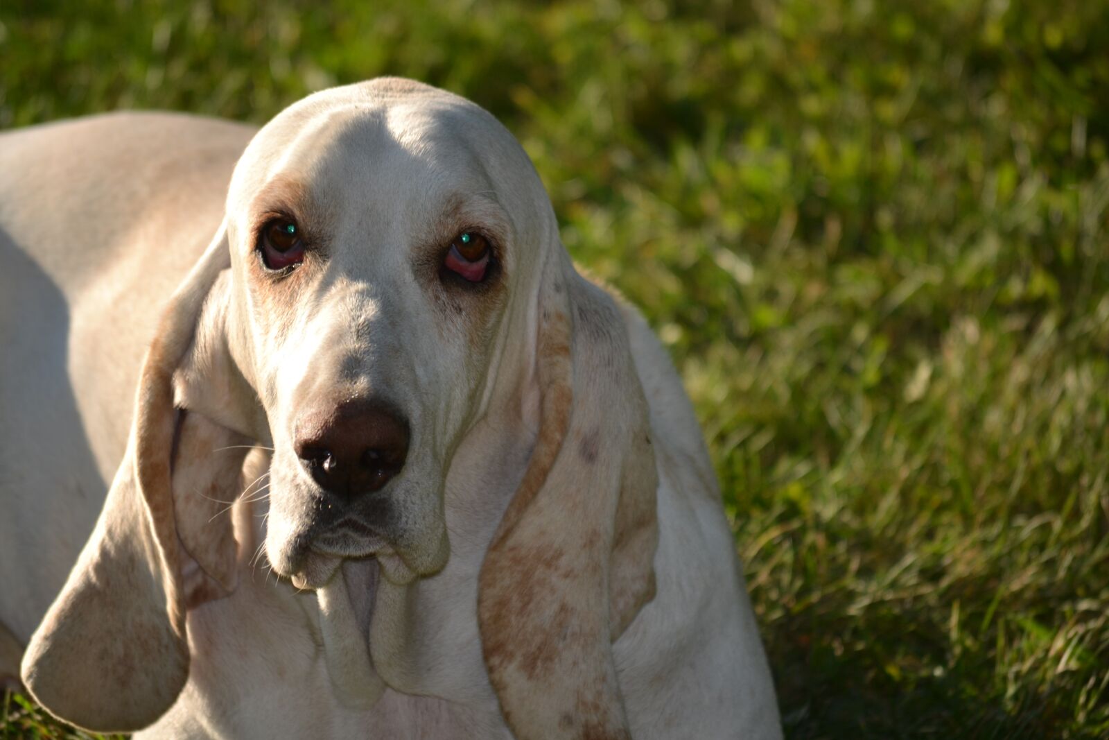 Nikon D3100 sample photo. Basset hound, basset, hound photography