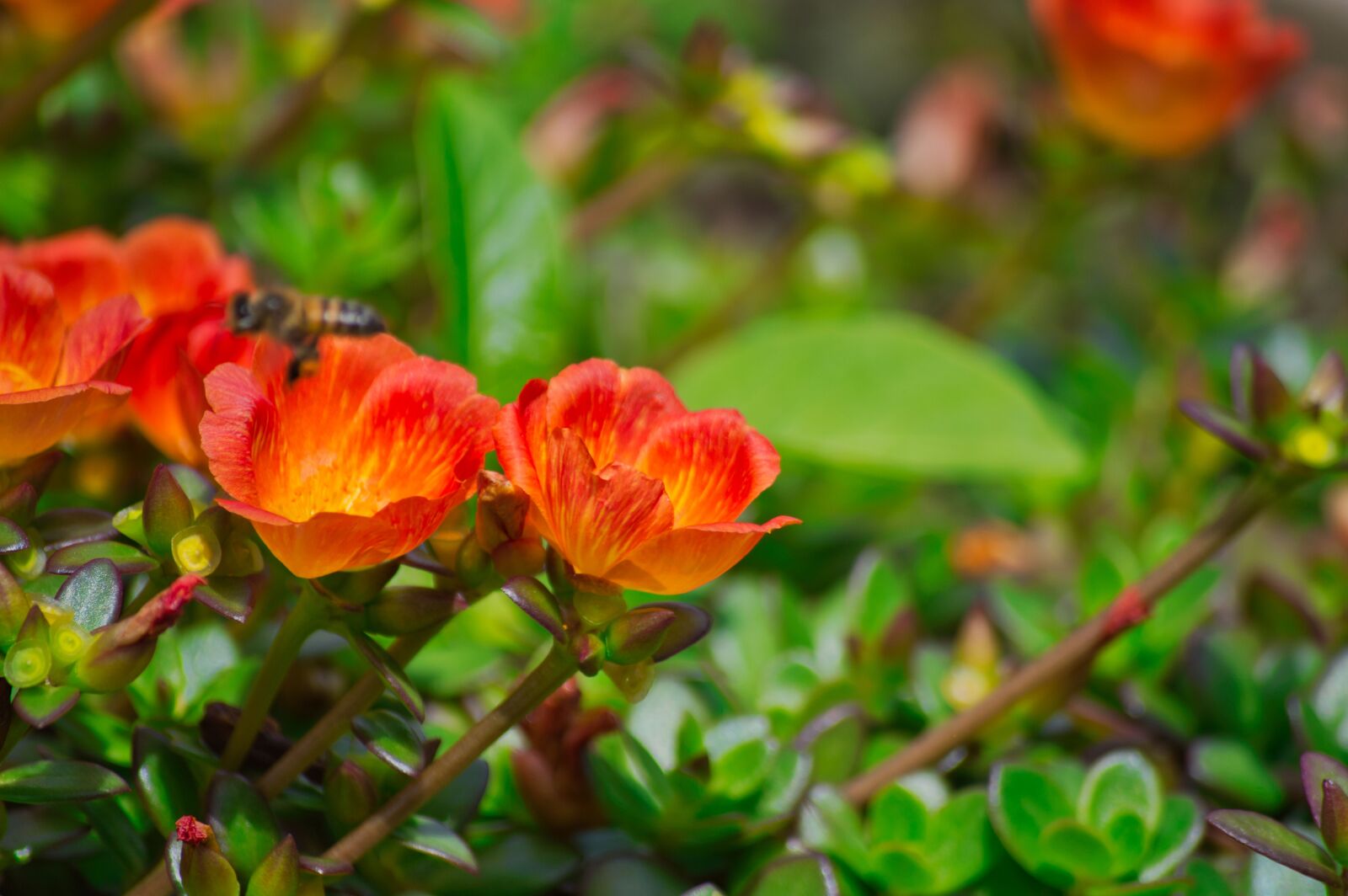 Nikon D3200 sample photo. Costa rica, garden, flower photography