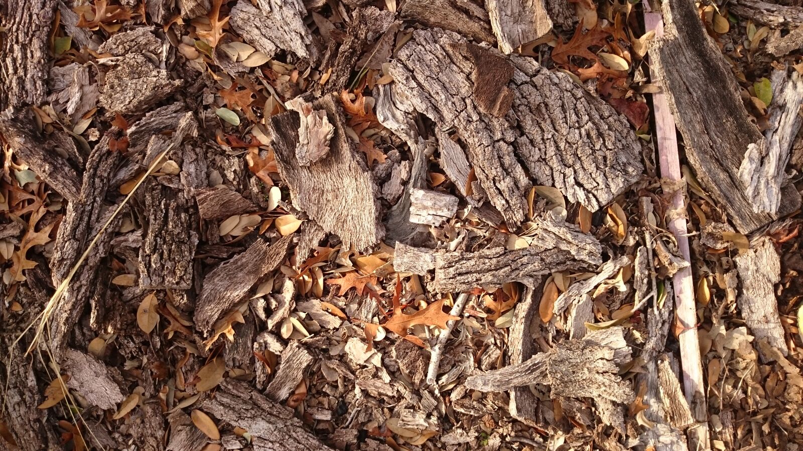 Sony Xperia Z2 sample photo. Autumn, fall, woods photography