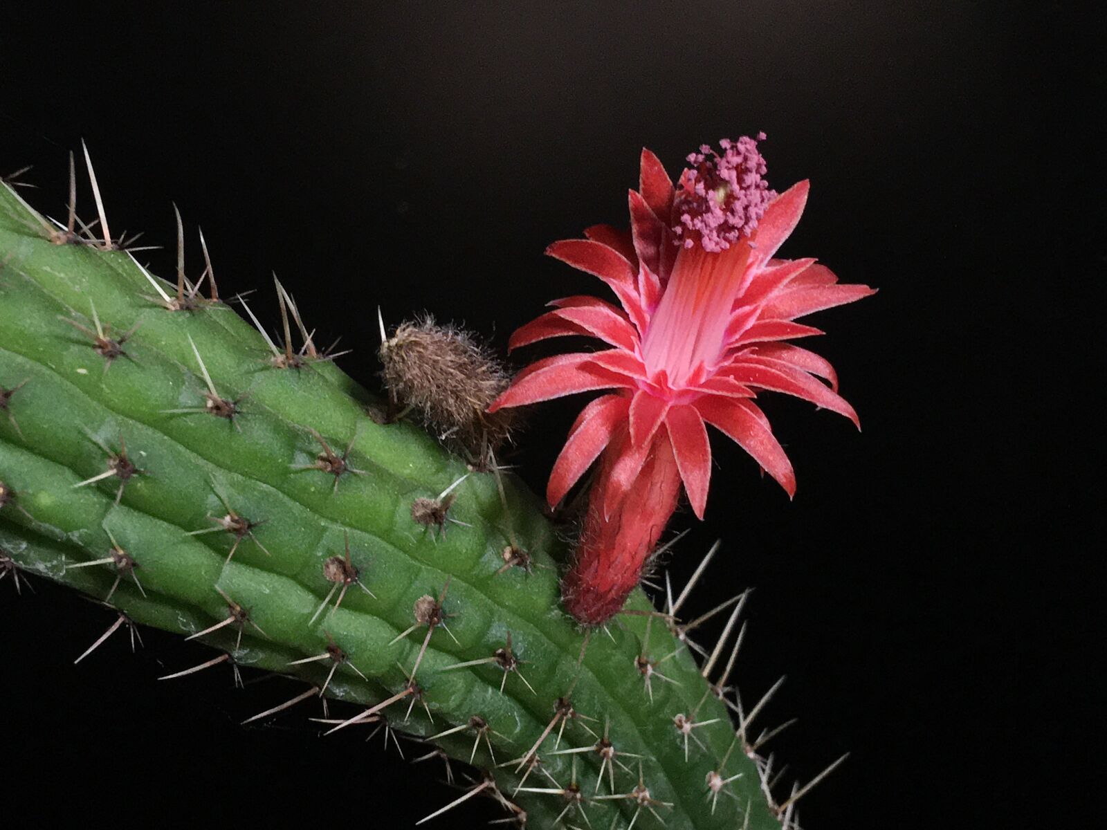 iPhone 6s Plus back camera 4.15mm f/2.2 sample photo. Cactus, red flower, red photography